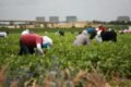 Farm Worker Jobs in Italy