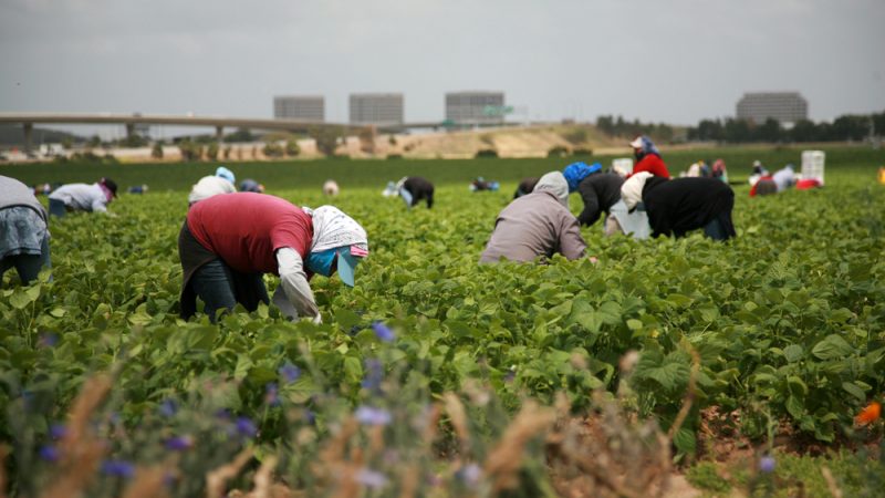 Farm Worker Jobs in Italy