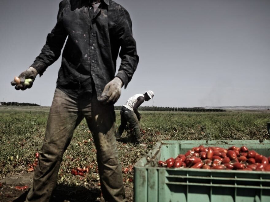 Farm Worker Jobs Italy 2026